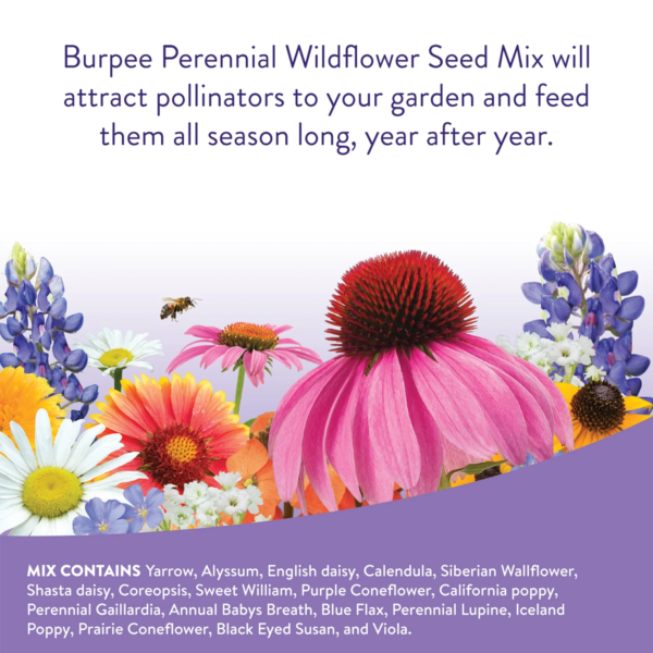 Perennial Wildflower Seeds Mix – Non-Gmo, Attracts Pollinators, Perennial Flowers, 50,000 Seeds, 1 Bag - Image 3