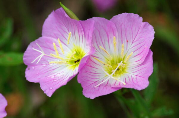 1000 Showy PINK EVENING PRIMROSE (Pink Ladies / Mexican Evening) Oenothera Speciosa Flower Seeds - Image 9