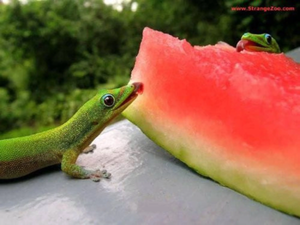 100 * SEEDS * Crimson Sweet Watermelon Citrullus Lanatus Fruit Melon Seeds - Image 3