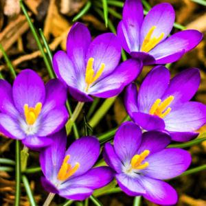 Crocus 'Flower Record' Plant Bulbs (20 Pack) - Large Violet Purple Flowering Blooms in Early Spring Gardens