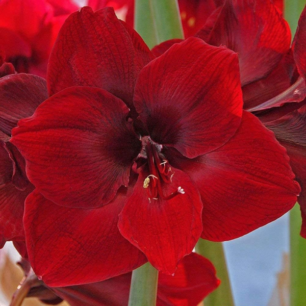 Large Dutch Red Amaryllis Bulb Potted in Brown Woven Basket (H103) - Image 6