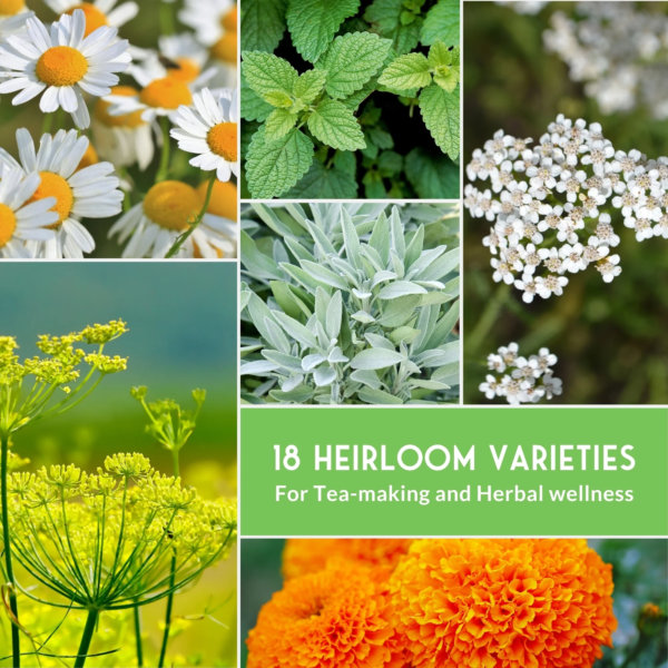 18 Pack Medicinal Herb Seed Collection - Non-Gmo Heirloom Full Sun Perennial & Annual - Image 5