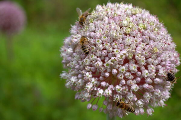 800 * Seeds AMERICAN FLAG LEEK (Large Leek) Allium Porrum Vegetable Seeds - Image 8