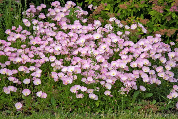 1000 Showy PINK EVENING PRIMROSE (Pink Ladies / Mexican Evening) Oenothera Speciosa Flower Seeds - Image 7