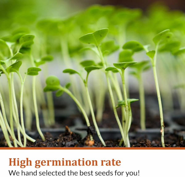 15 Heirloom Lettuce Seeds for Planting | 4000+ Non-Gmo, Heirloom Leafy Greens Seed: Romaine Iceberg Butter Lettuce Seeds, Kale Spinach Arugula Seeds | Seeds for Hydroponic Garden Indoor Microgreens - Image 2