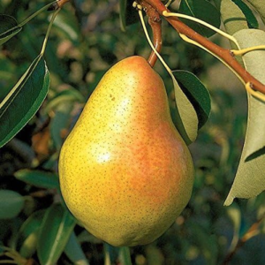 Bartlett Pear Tree 7 Gallon Shrub Live Fruit Plant for Planting - Large Fruits - Yellowish Brown in Color White Flesh
