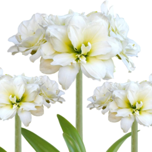 Amaryllis 'Snow Drift' (5 Pack) Large Plant Bulbs for Indoor Forcing - White & Cream Double Flowering Blooms, Professionally Grown from