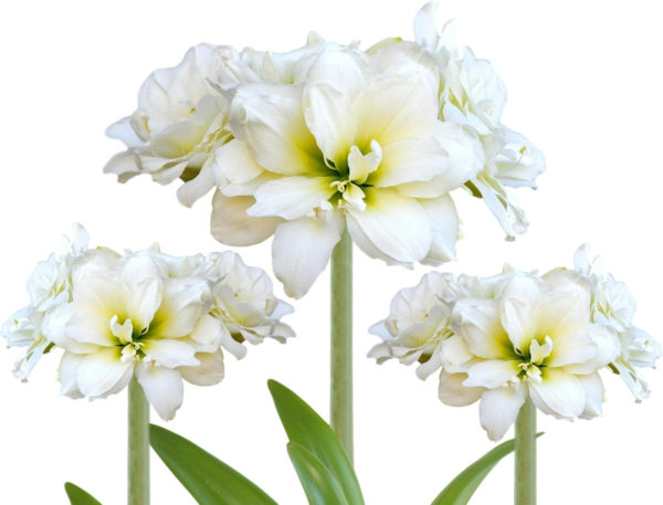 Amaryllis 'Snow Drift' (5 Pack) Large Plant Bulbs for Indoor Forcing - White & Cream Double Flowering Blooms, Professionally Grown from
