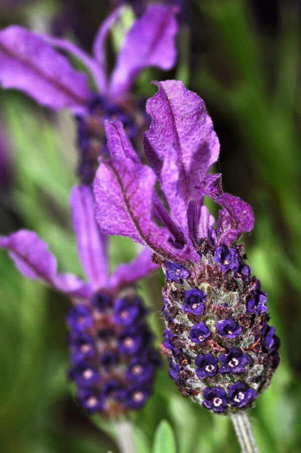 Seedville 100 French Lavender Plant Seed, Drought Tolerant - Image 10