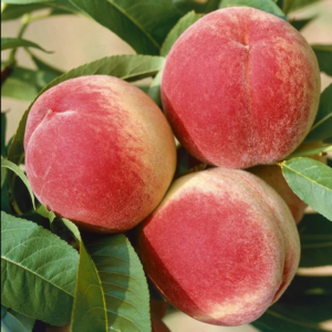 Red Color Peach Tree Combines of the Red Haven and Elberta Peach Trees to Produce One Premium Fruit (3 Gallon, Potted)