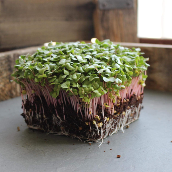 Radish Sprouting Seed - Red Arrow Variety - 5 Lb Bulk Seed - Heirloom Radish Sprouts - Non-Gmo Sprouting and Micro Radishes - Image 2