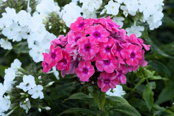 100 Brilliant Phlox Flower Seeds, Two-Tone Pink Phlox Drummondii - Image 7
