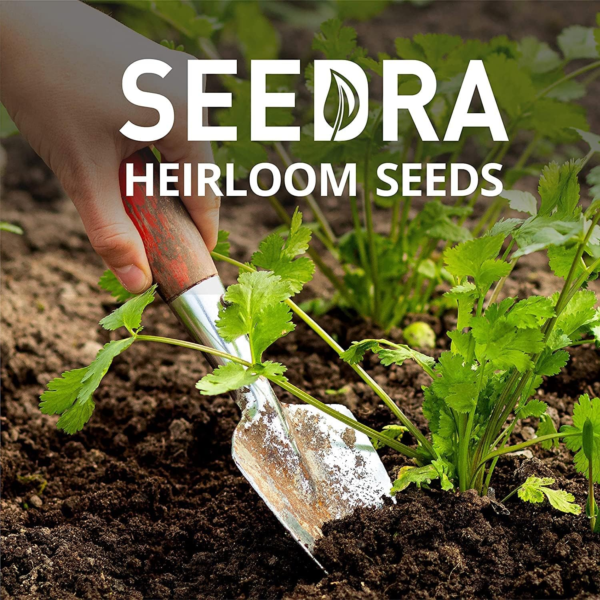300+ Cilantro Seeds for Indoor, Outdoor and Hydroponic Planting, Non GMO Heirloom Seeds for Home Garden - 1 Pack - Image 3