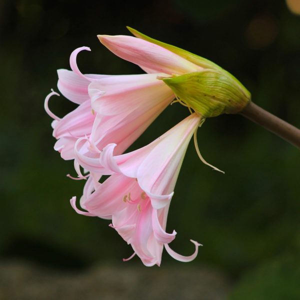 Amaryllis Belladonna Lily Plant Bulbs (3 Pack) - Fragrant Pink Flowering Blooms in Late Summer to Fall Gardens - Image 5