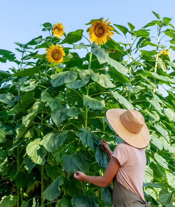 Mammoth Russian Sunflower Seeds 200 Seeds - Image 6