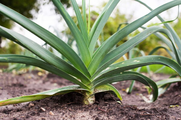 800 * Seeds AMERICAN FLAG LEEK (Large Leek) Allium Porrum Vegetable Seeds - Image 4