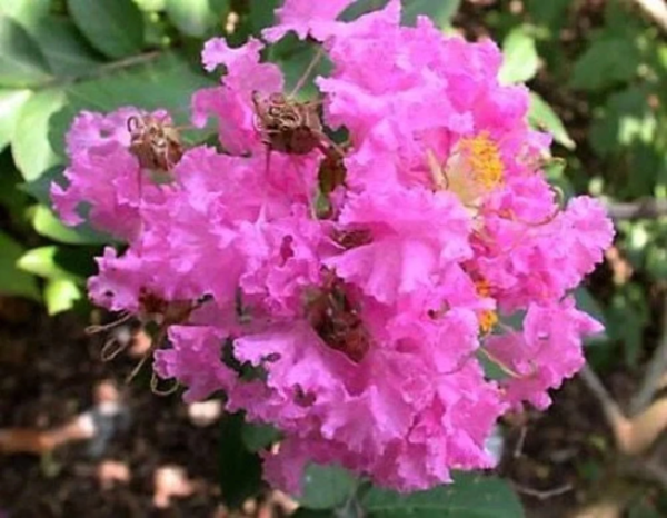 50 Crepe Myrtle/ Crape Myrtle Flower Seed - Image 7