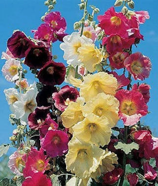 100+ Hollyhock Flower Seeds, Mixed Colors Long Blooming - Image 4