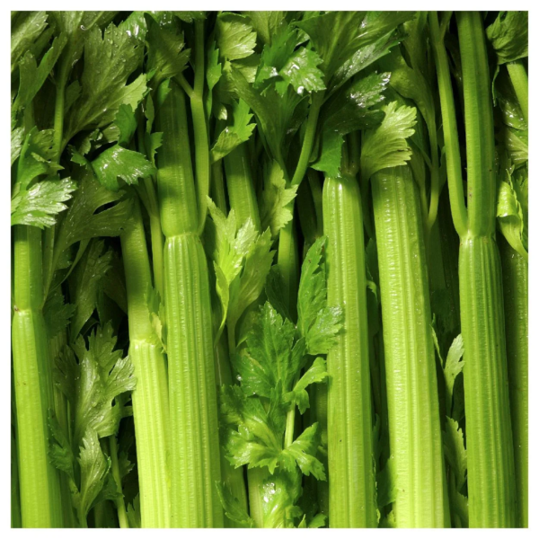 - 2000 Tall Utah 52-70 Celery Seeds - Gold Vault Jumbo Bulk Seed Packet - Image 3