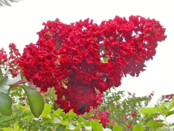 50 Crepe Myrtle/ Crape Myrtle Flower Seed - Image 3