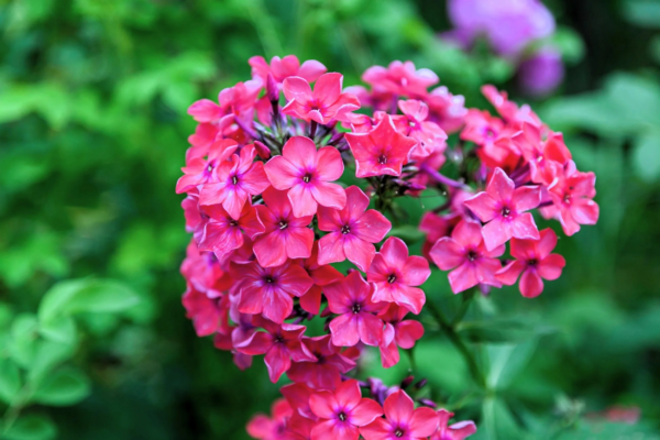 100 Brilliant Phlox Flower Seeds, Two-Tone Pink Phlox Drummondii - Image 5