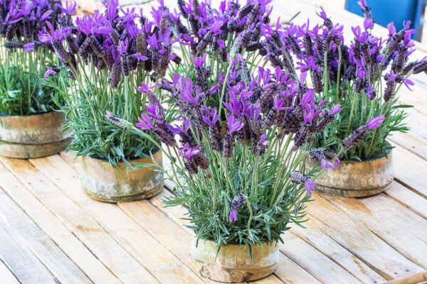 Seedville 100 French Lavender Plant Seed, Drought Tolerant - Image 9