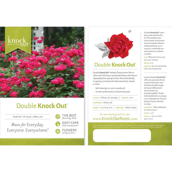 1 Gal. Red Double  Rose Bush with Red Flowers - Image 3
