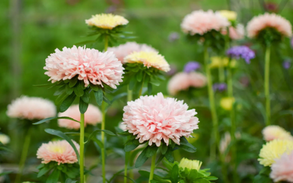 Flower Seeds - Non GMO -Variety Packs -Fresh -USA Grown Seeds - Image 88