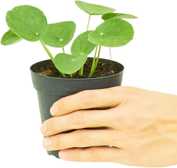 Chinese Money Plant, Pilea Peperomioides, Live, Live Indoor, Home Decor, Easy to Grow, Easy to Care, Outdoor Garden and Low Maintenance Houseplant (4") - Image 3