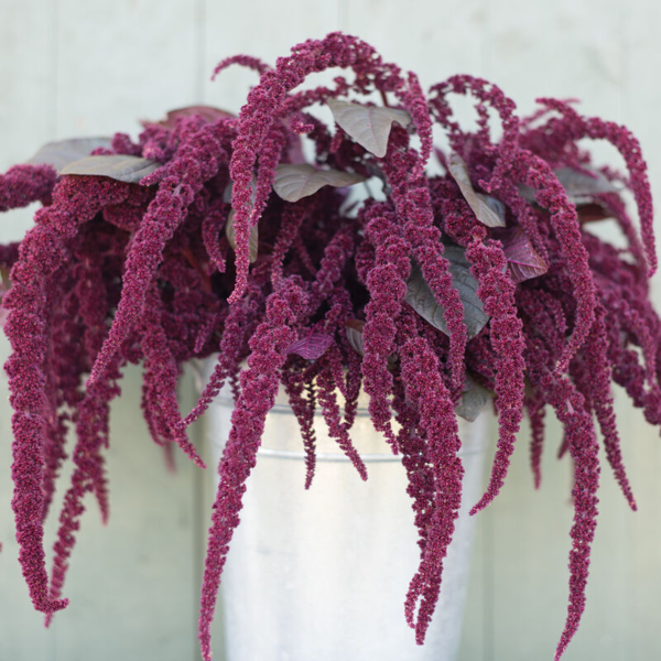 Flower Seeds - Non GMO -Variety Packs -Fresh -USA Grown Seeds - Image 33