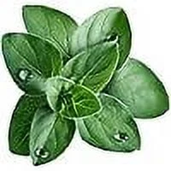 Greek Oregano Herb Seeds, 2500 Heirloom Seeds per Packet, Non GMO Seeds - Image 3