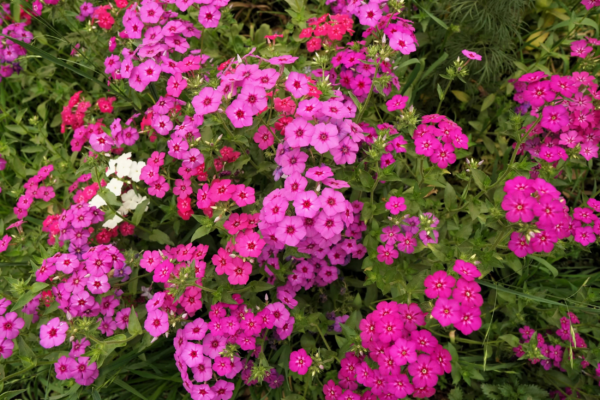 100 Brilliant Phlox Flower Seeds, Two-Tone Pink Phlox Drummondii - Image 3