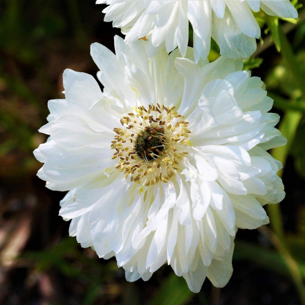 Anemone 'Mount Everest' Plant Bulbs (20 Pack) - White Double Flowering Blooms in Spring Gardens - Image 3