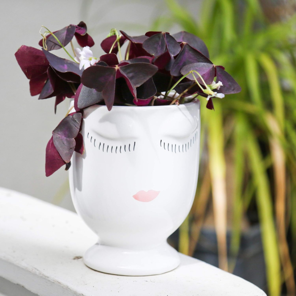 Oxalis Shamrock 'Double Luck Collection' (40 Pack) Triangularis & Iron Cross Plant Bulbs for Gardening, Professionally Grown from - Image 4