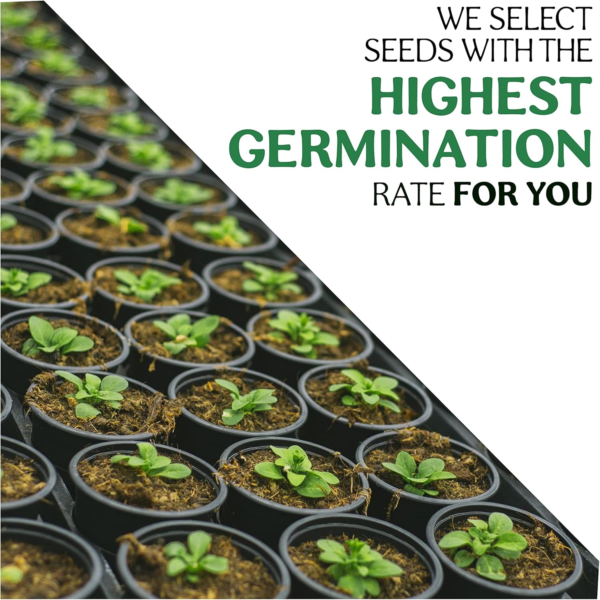 12 Herb Seeds Variety Pack - 3800+ Non-Gmo Heirloom Seeds for Planting Hydroponic Indoor or Outdoor Home Garden - Rosemary, Tarragon, Lavender, Oregano, Basil, Thyme, Parsley, Chives & More - Image 4