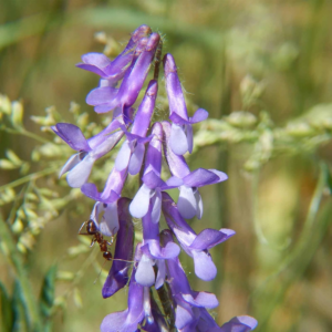 Organic Hairy Vetch Winter Cover Crop Seeds - 1 Lbs - Field & Pasture Legume Cover Crop Seed