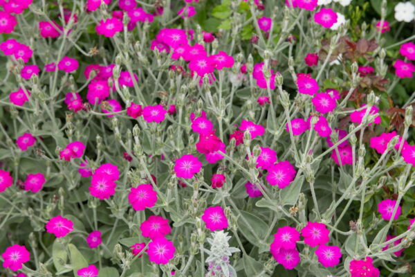 200 Organic Rose Campion Flower Seeds, Magenta Silver Catchfly - Image 2