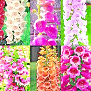 3000+ FOXGLOVE MIX SEEDS SPRING PERENNIAL FLOWERS EXCELSIOR HUMMINGBIRDS USA
