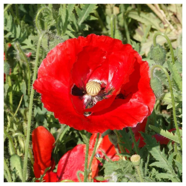 - 1 Lb Red Poppy Garden Flower Seeds - Gold Vault Bulk Seed Packet - Image 2