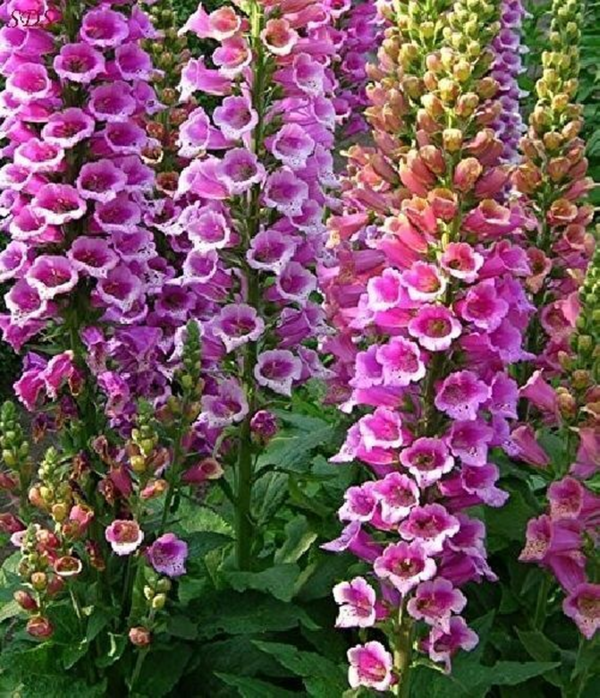 Foxglove Foxy Mix Seeds 500+ Digitalis Flower MIXED Biennial USA FREE SHIPPING - Image 2