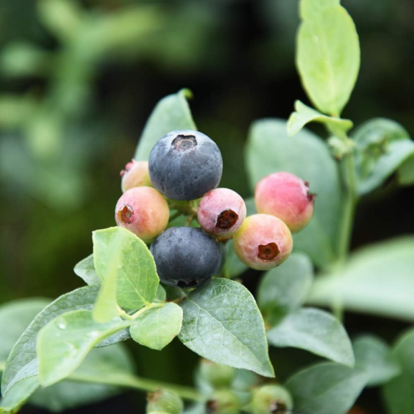 Tifblue Blueberry Live Plant, 1 Gallon, Green - Image 4