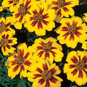 French Marigold Naughty Marrietta Seeds, Dwarf Compact, FREE SHIPPING
