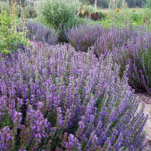 HYSSOP Officinalis Perennial Hummingbird Plant & Medicinal USA Non-Gmo 200 Seeds - Image 2