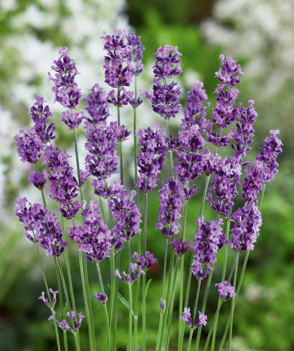 Flower Seeds - Non GMO -Variety Packs -Fresh -USA Grown Seeds - Image 103