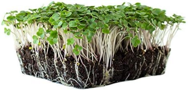 Red Russian Kale Garden Seeds - 2 Gram Packet - Non-Gmo, Heirloom Vegetable Gardening & Microgreens Seed - Image 2