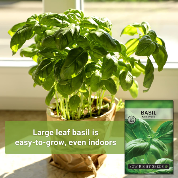 - Genovese Sweet Basil Seed for Planting - Non-Gmo Heirloom Packet with Instructions to Plant and Grow a Kitchen Herb Garden - Indoors or Outdoor - Great for Hydroponic Gardening (1) - Image 3