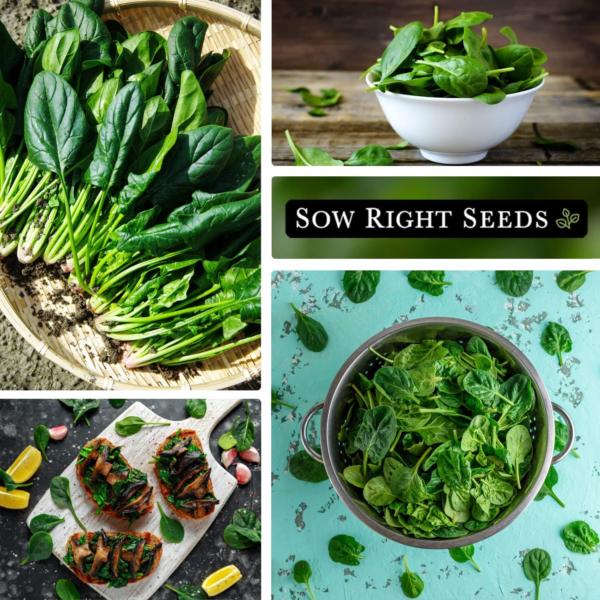 - Viroflay Spinach Seed for Planting - Non-Gmo Heirloom Packet with Instructions to Plant a Vegetable Garden - Grow Leafy Green Nutritious Superfood - Hydroponic Growing Friendly (1) - Image 5