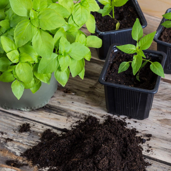 Minute Soil - Compressed Coco Coir Fiber Grow Medium - 100 MM Discs - 10 Pack = 4.25 Gallons of Potting Soil - Gardening, House Plants, Flowers, Herbs, Microgreens, Wheatgrass - Just Add Water - OMRI - Image 7