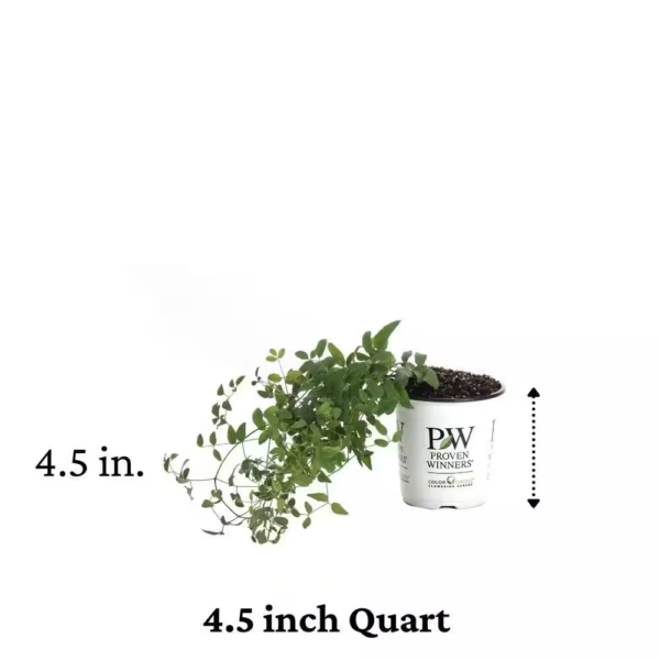 4.5 In. Qt. Pink Mink (Clematis) Live Shrub, Pink Flowers - Image 4