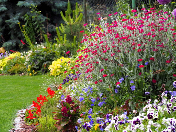 200 Organic Rose Campion Flower Seeds, Magenta Silver Catchfly - Image 6